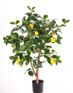 Citroenboompje Citrus limon 85cm